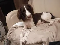 Mr. Watson, a male English Springer Spaniel for sale in Miami, FL – 4 of 10