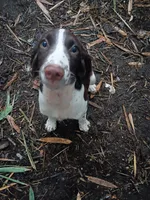 Mr. Watson, a male English Springer Spaniel for sale in Miami, FL – 5 of 10