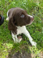 Blanket, a male English Springer Spaniel for sale in Houston, TX – 1 of 4