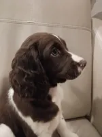 Mrs. Buttons, a female English Springer Spaniel for sale in Miami, FL – 5 of 6