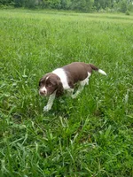 Blanket, a male English Springer Spaniel for sale in Houston, TX – 2 of 4