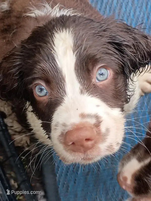 Rocky, the Spunky – English Springer Spaniel puppy for sale in Houston, TX