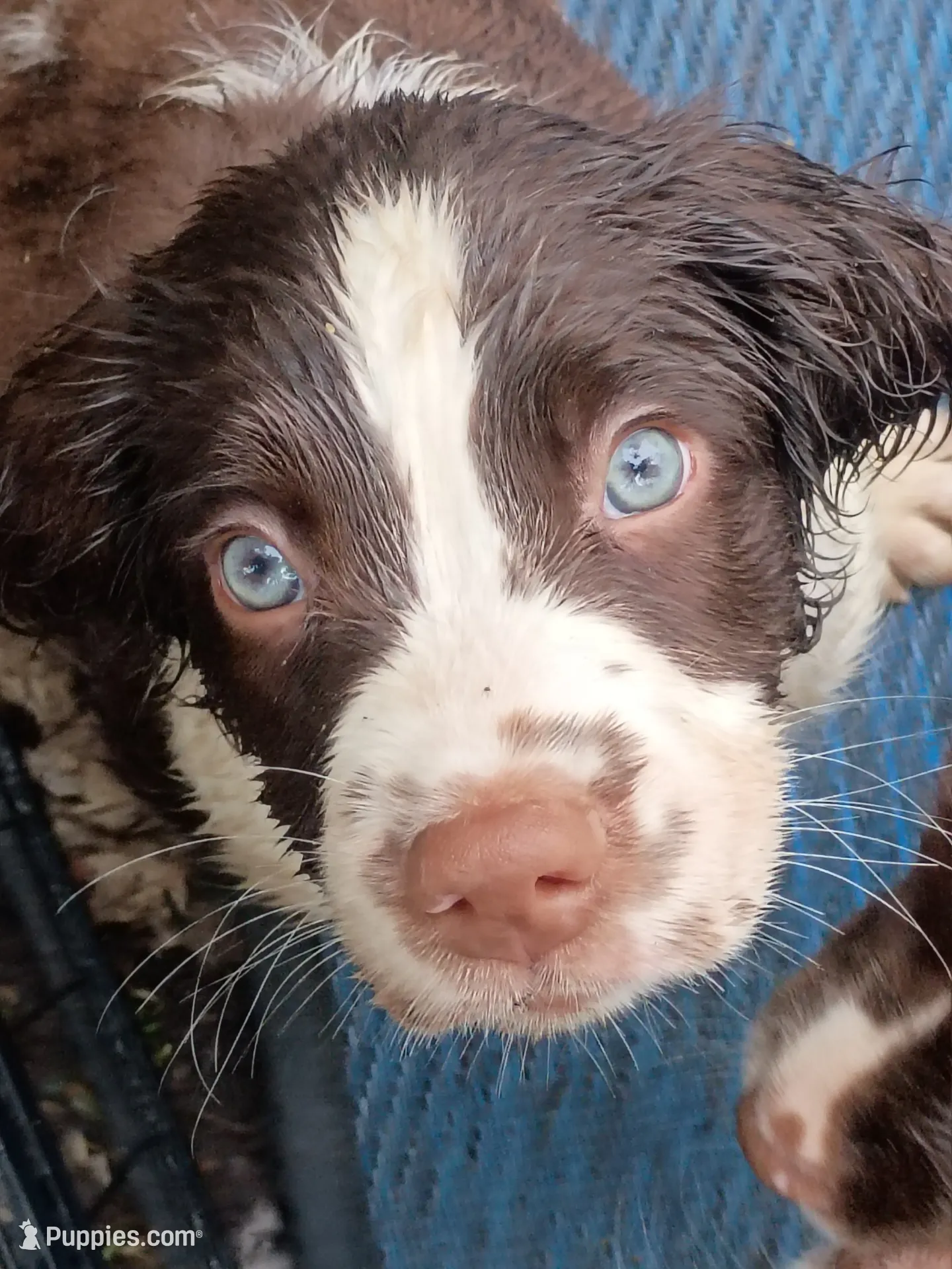 Rocky, the Spunky, a male English Springer Spaniel for sale in Miami, FL – 4 of 6