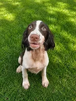 Rocky, the Spunky, a male English Springer Spaniel for sale in Miami, FL – 8 of 10