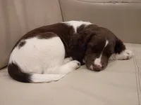 Mrs. Buttons, a female English Springer Spaniel for sale in Miami, FL – 4 of 6
