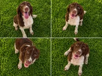 Blanket, a male English Springer Spaniel for sale in Miami, FL – 7 of 7