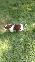 Rocky, the Spunky, a male English Springer Spaniel for sale in Miami, FL – 5 of 6