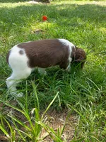 Mrs. Buttons, a female English Springer Spaniel for sale in Houston, TX – 2 of 3