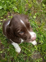 Blanket, a male English Springer Spaniel for sale in Houston, TX – 3 of 4