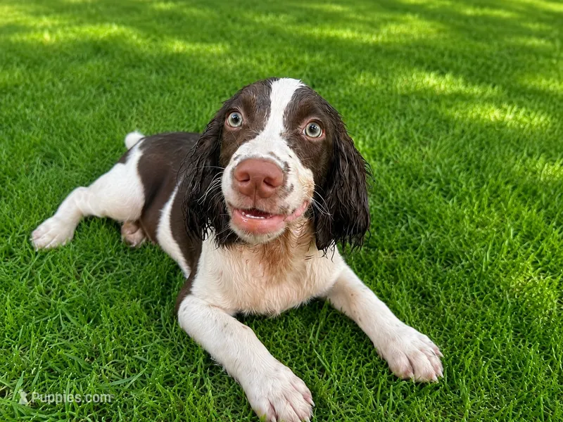 Rocky, the Spunky – English Springer Spaniel puppy for sale in Miami, FL