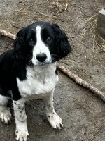 Mateo, a male English Springer Spaniel for sale in Miami, FL – 4 of 5