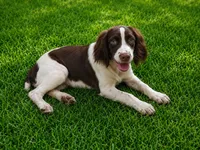 Rocky, the Spunky, a male English Springer Spaniel for sale in Miami, FL – 10 of 10