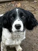 Mateo, a male English Springer Spaniel for sale in Miami, FL – 3 of 5