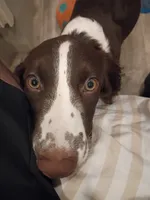 Mr. Watson, a male English Springer Spaniel for sale in Miami, FL – 2 of 10
