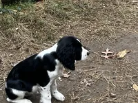 Mateo, a male English Springer Spaniel for sale in Miami, FL – 2 of 5