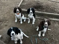 Mateo, a male English Springer Spaniel for sale in Miami, FL – 5 of 5