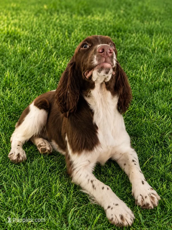 Blanket – English Springer Spaniel puppy for sale in Miami, FL