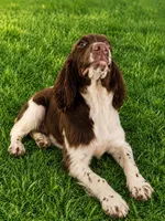 Blanket, a male English Springer Spaniel for sale in Miami, FL – 1 of 7
