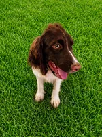 Captain Hook, a male English Springer Spaniel for sale in Miami, FL – 4 of 6
