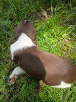 Blanket, a male English Springer Spaniel for sale in Houston, TX – 4 of 4