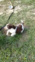 Rocky, the Spunky, a male English Springer Spaniel for sale in Miami, FL – 6 of 6