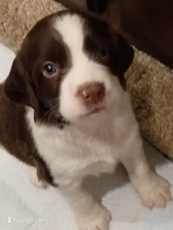 Rocky, the Spunky – English Springer Spaniel puppy for sale in Houston, TX
