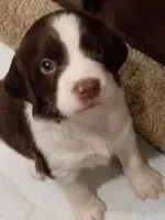 Rocky, the Spunky, a male English Springer Spaniel for sale in Houston, TX – 1 of 2