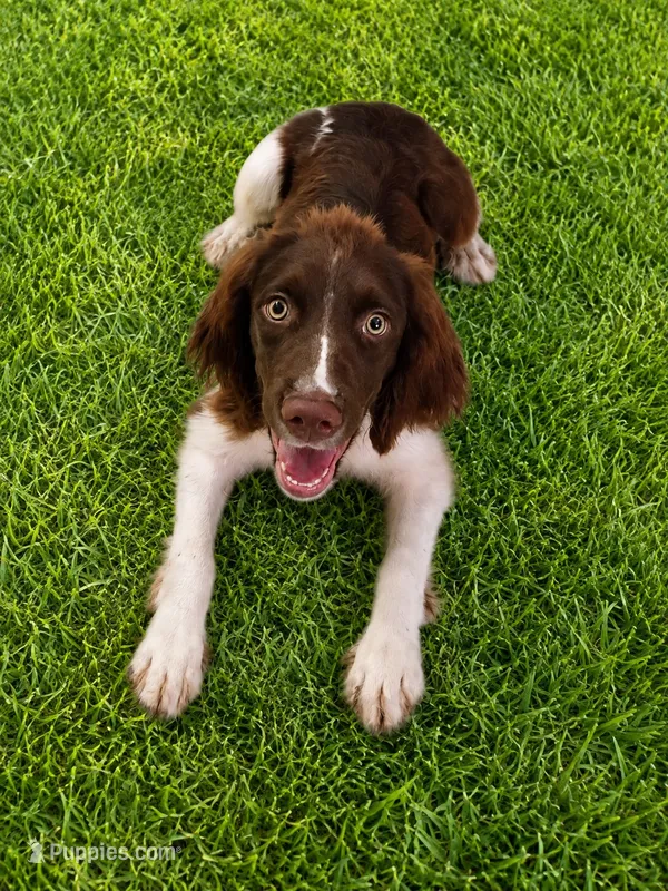 Captain Hook – English Springer Spaniel puppy for sale in Miami, FL