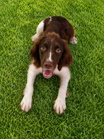 Captain Hook, a male English Springer Spaniel for sale in Miami, FL – 1 of 6