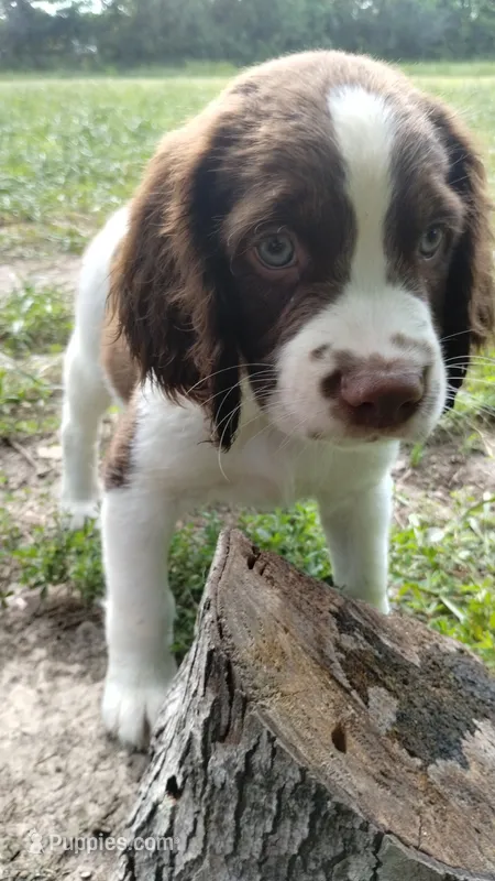 Rocky, the Spunky – English Springer Spaniel puppy for sale in Houston, TX