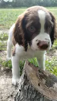 Rocky, the Spunky, a male English Springer Spaniel for sale in Miami, FL – 1 of 6