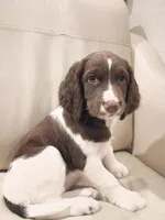 Mrs. Buttons, a female English Springer Spaniel for sale in Miami, FL – 6 of 6