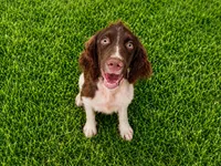 Captain Hook, a male English Springer Spaniel for sale in Miami, FL – 5 of 6