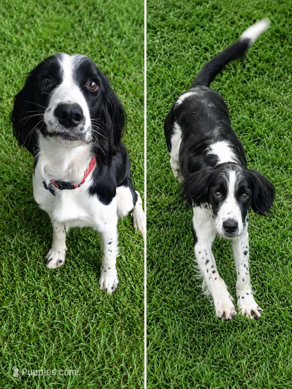 Mateo – English Springer Spaniel puppy for sale in Miami, FL