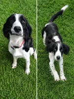 Mateo, a male English Springer Spaniel for sale in Miami, FL – 1 of 1