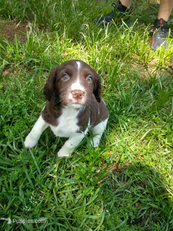 Mrs. Buttons – English Springer Spaniel puppy for sale in Houston, TX