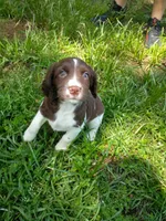 Mrs. Buttons, a female English Springer Spaniel for sale in Houston, TX – 1 of 3