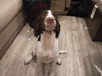 Mr. Watson, a male English Springer Spaniel for sale in Miami, FL – 8 of 10
