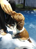 Mr. Watson, a male English Springer Spaniel for sale in Miami, FL – 9 of 10