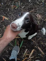 Mr. Watson, a male English Springer Spaniel for sale in Miami, FL – 3 of 10