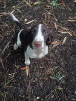 Mr. Watson, a male English Springer Spaniel for sale in Miami, FL – 6 of 10