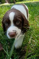 Rocky, the Spunky, a male English Springer Spaniel for sale in Houston, TX – 2 of 2