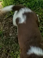 Captain Hook, a male English Springer Spaniel for sale in Houston, TX – 2 of 2
