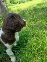 Mrs. Buttons, a female English Springer Spaniel for sale in Houston, TX – 3 of 3