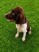 Captain Hook, a male English Springer Spaniel for sale in Miami, FL – 6 of 6