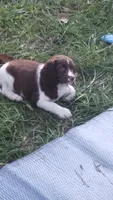 Blanket, a male English Springer Spaniel for sale in Houston, TX – 5 of 5
