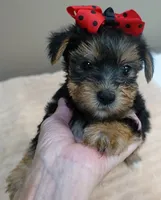 Ziggy 2 lbs 1 ounce, a male Yorkshire Terrier for sale in Colcord, OK – 2 of 10