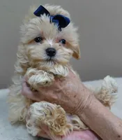 Harlan TEACUP 18 ounces, a male Maltipoo for sale in Colcord, OK – 9 of 10