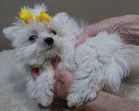 1.3 LBS MICRO TEACUP, a male Maltese for sale in Colcord, OK – 10 of 10