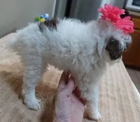 Maggie mae chocolate parti, a female Poodle - Toy  for sale in Colcord, OK – 4 of 10